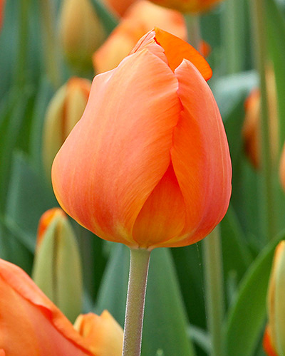 Tulipán darwin hybrid Lighting Sun 12/+, 100 ks